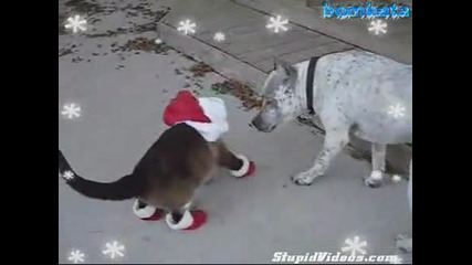 Котка Обута В Коледни Чорапи + Една Тупаница!!