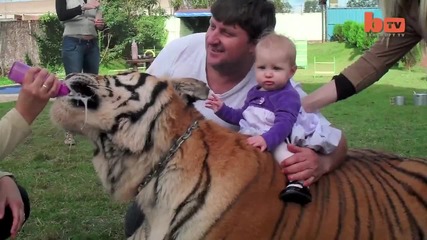 Живот с тигър - Семейство Споделя живота си с Тигър