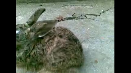 Сладък пухкав смешен малък див заек + котето побойник