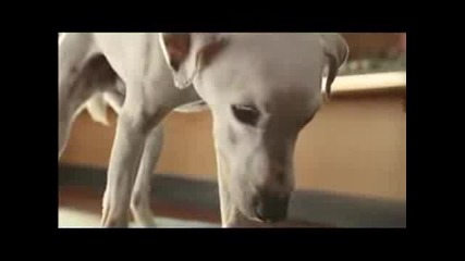 Vw Polo - Пеещото Куче - Реклама