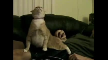 Crazy Cat xd