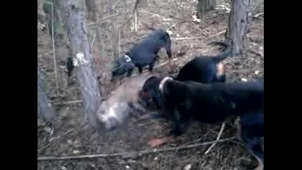 Video - 0002
