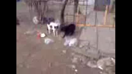Вип Котка - 01х05
