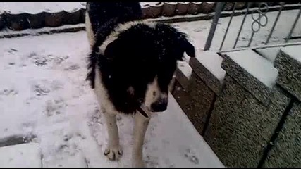 българско овчарско куче Бок