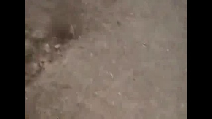 Бик чупи преградата и подгонва човек