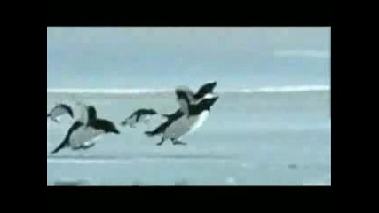 Летящи Пингвини