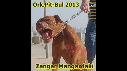 New Ork Pitbol - 2013 Mangardaki 2013 Dj Feissa