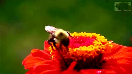 starro - Making Love (official Video)