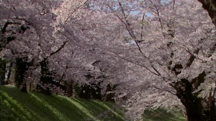 Virtual Trip - Sakura Reprise. Part 2 