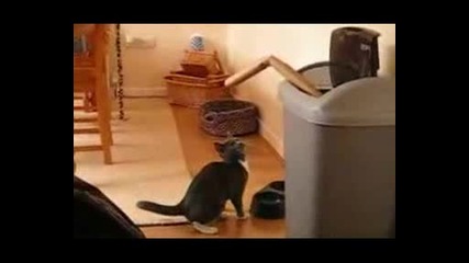 Rocky Котка!