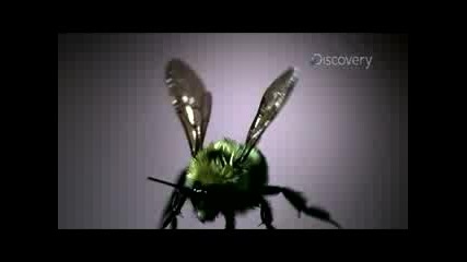 Time Warp : Крилца на пчела