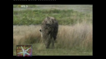 ! Последната лъвица - 02, Natinal Geographic Wild 