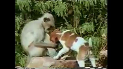 monkey vs. dog