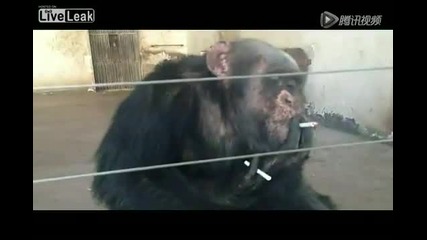 Шимпанзе пуши като комин :)
