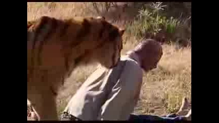 Сибирски Тигър Убива Човек (симулация)