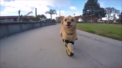 Малко куче се радва, че бяга отново с новите си протези.