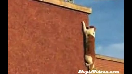 Ето Как Котка Се Изкачва По Стена