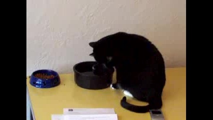 Котка пие вода по интересен начин