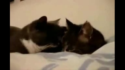 Gassy Pets