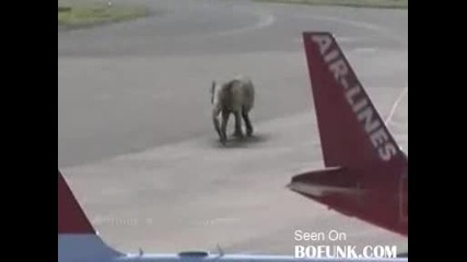 Летящ Слон!!