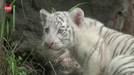 Новородени бели Бенгалски Тигърчета