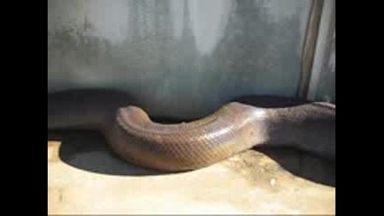 Dead Snake 