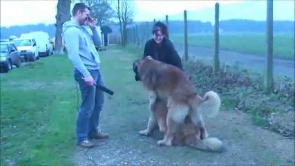 Интервю с кучета 