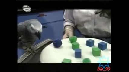 Наи-умният папагал на света