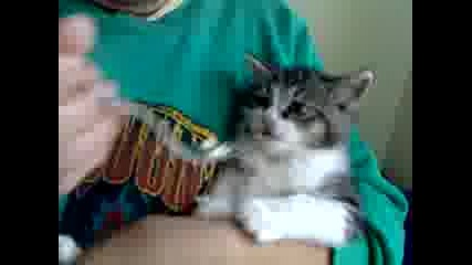 ludo gladno kote 1