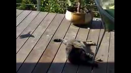 птица атакува котка