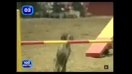 Много бързо куче с талант 