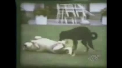 Смях До Скъсване !!!!