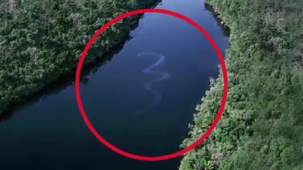 най-голямата змия в света