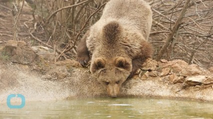 People And Bears Make Easy Neighbors In Croatian Village