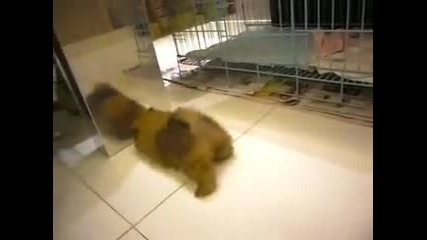 puppy pomeranian (hq)