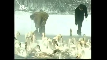 в украйна спасиха лебеди от замръзване 