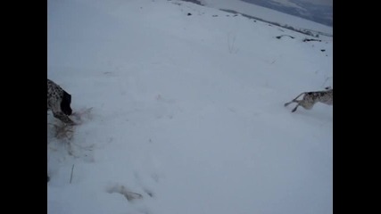 Разходка на ловни кучета