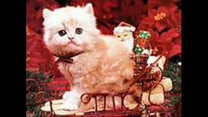 Сладки Котенца И Кученца