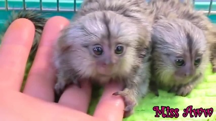 Сладки маймунки