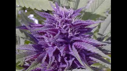 Congo Natty Feat. Top Cat - Herbsman 2.avi