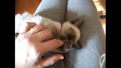Малко Сиамско Коте