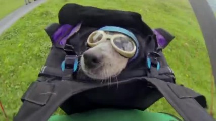 Dean Potter -worlds First Wingsuit Base Jumping Dog