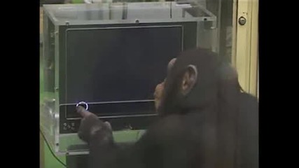 Най - Умната Маймуна Която Сте Виждали Маймуна Маймуна Маймуна Маймуна