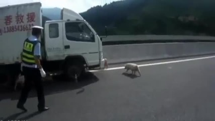 Полицията преследва прасенца от магистрала в Китай