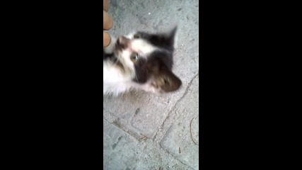 Малкото коте Лена