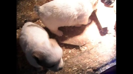 Средноазиатска овчарка - Сао - Алабай - на Развъдник Атман родени на 27.12.`09 - от 23.01.` 
