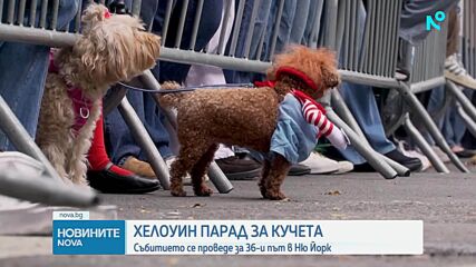 Хелоуин парад за кучета в Ню Йорк