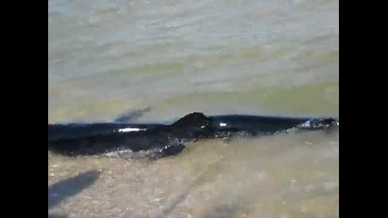 акула на плажа в русия 