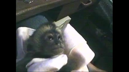 Маймунка заспива пред камерата