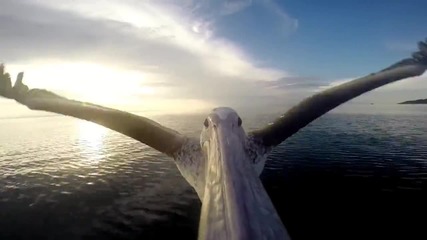 Пеликан лети с камера на човката